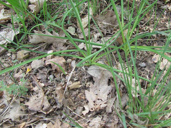 Anthericum liliago